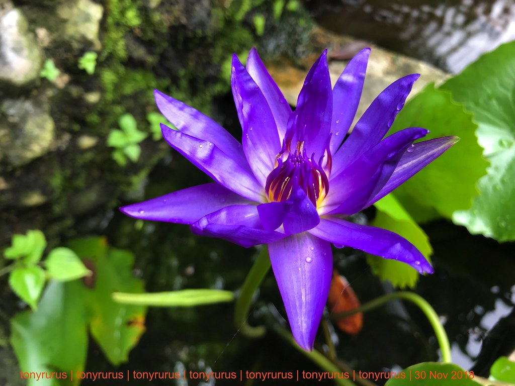 Water Lily - HD Wallpaper 