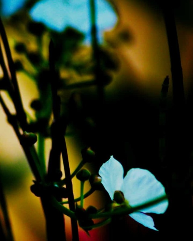 Gardenia - HD Wallpaper 