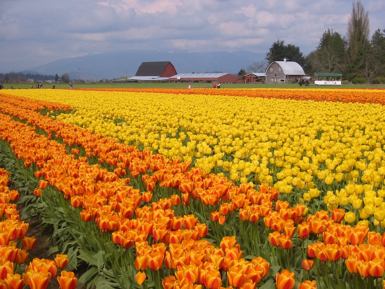 Skagit Valley Wa Usa - HD Wallpaper 