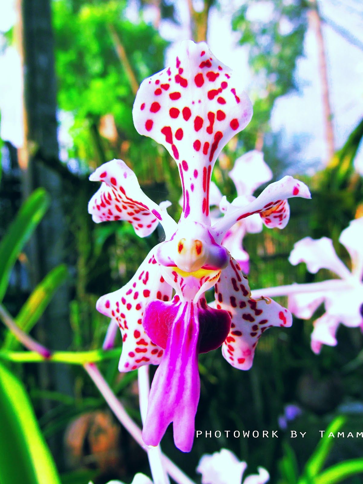 Anggrek Vanda Three Color - HD Wallpaper 