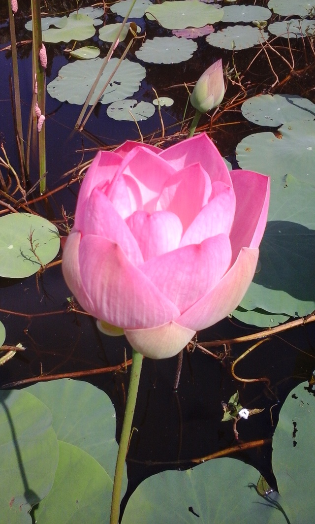 Sacred Lotus - HD Wallpaper 