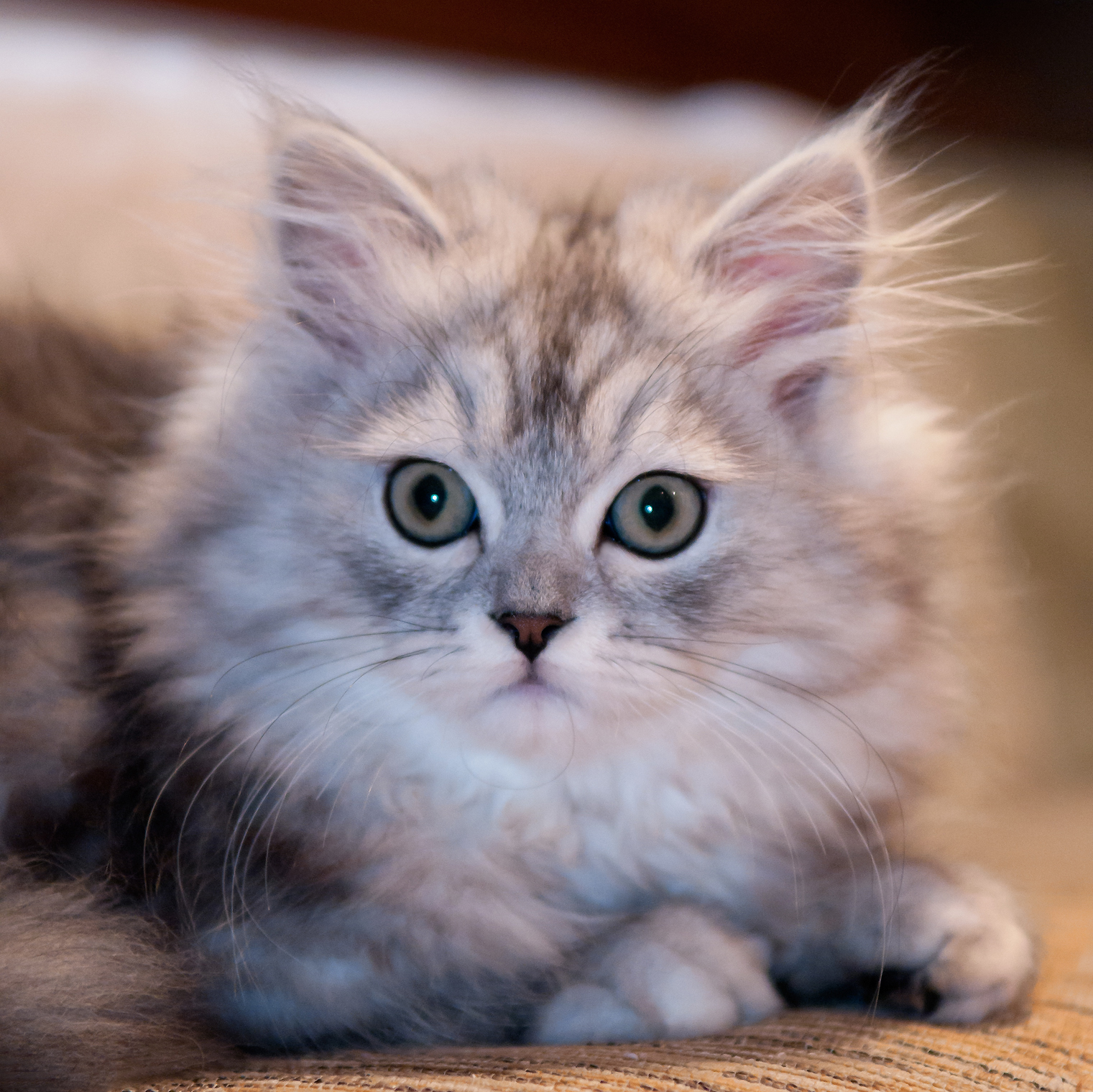 Gambar Kucing Comel Dan Cute ~ A Logamaya - Les Animaux Les Chats - HD Wallpaper 