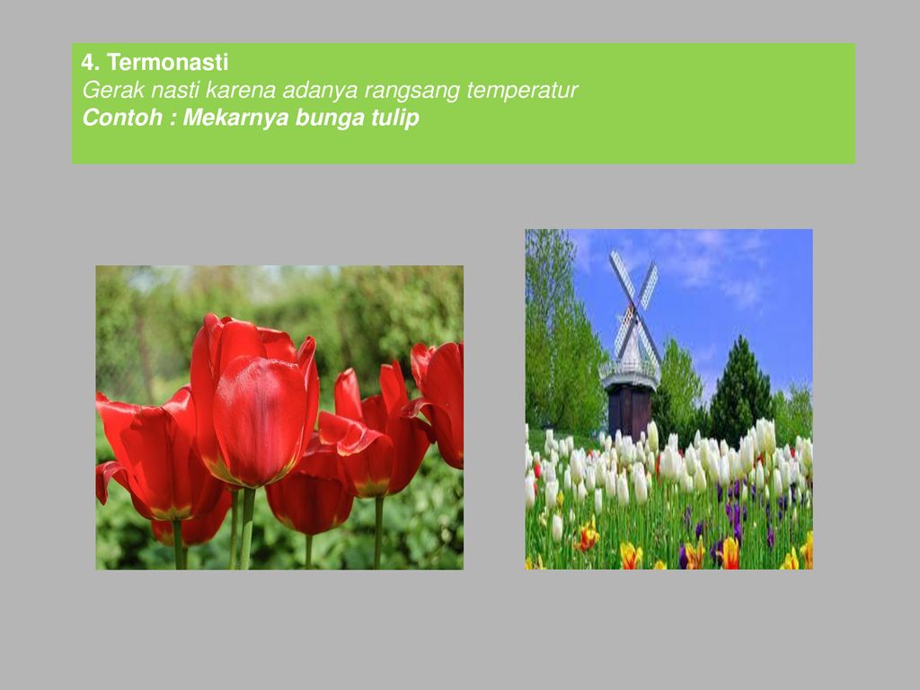 Gerak Termonasti - HD Wallpaper 