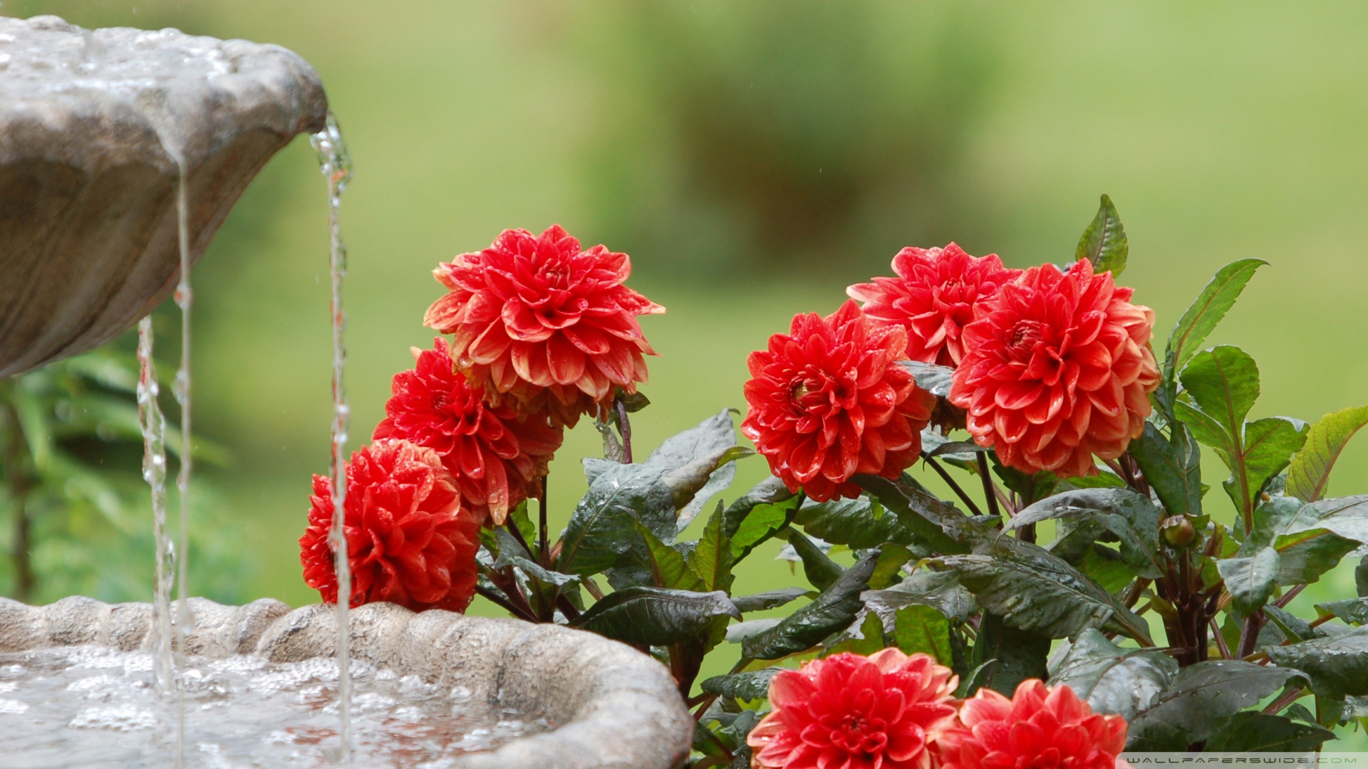 Water Fountain Wallpaper Hd Image - Hd Wallpaper For Flower Garden - HD Wallpaper 