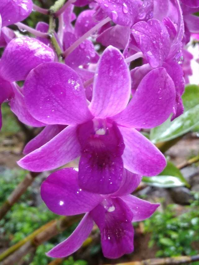 Christmas Orchid - HD Wallpaper 