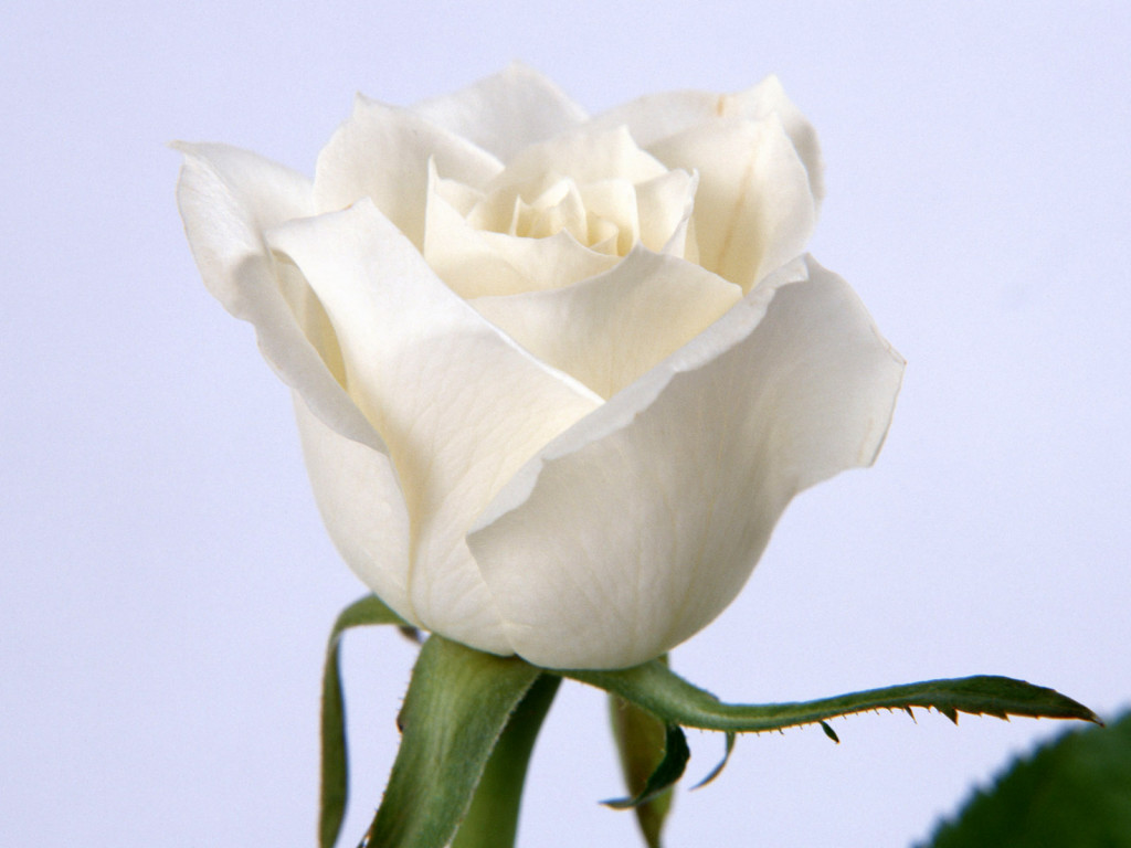 Single White Rose Flower - HD Wallpaper 