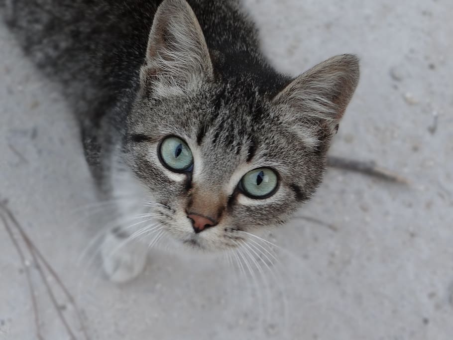 Domestic Short-haired Cat - HD Wallpaper 