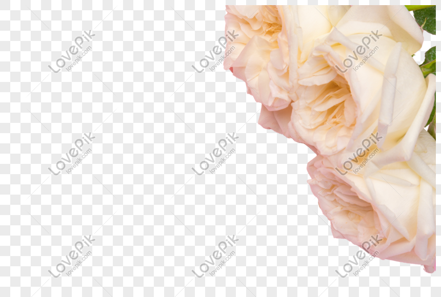 Dekorasi Mawar Putih Foto - Hybrid Tea Rose - HD Wallpaper 