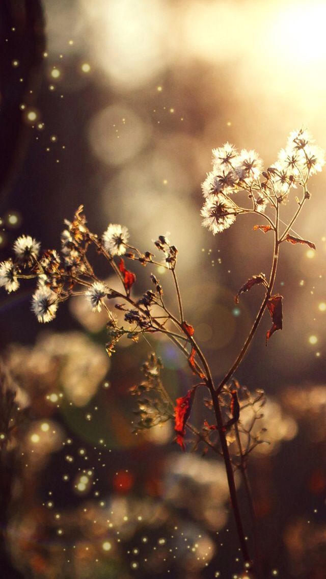Iphone High Quality Beautiful Wallpaper Hd - 640x1136 Wallpaper Iphone High Quality Beautiful Wallpaper Hd - 640x1136 Wallpaper