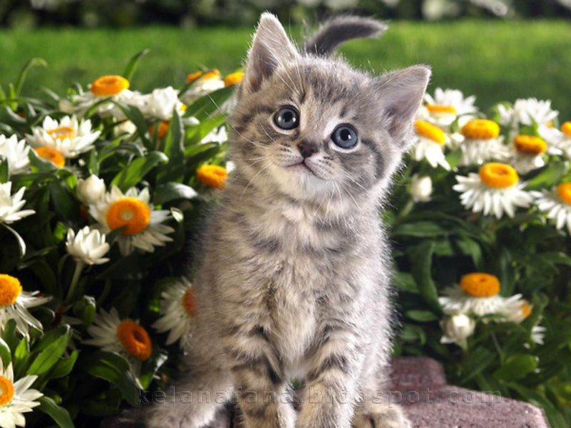 Kitten And Flowers - HD Wallpaper 