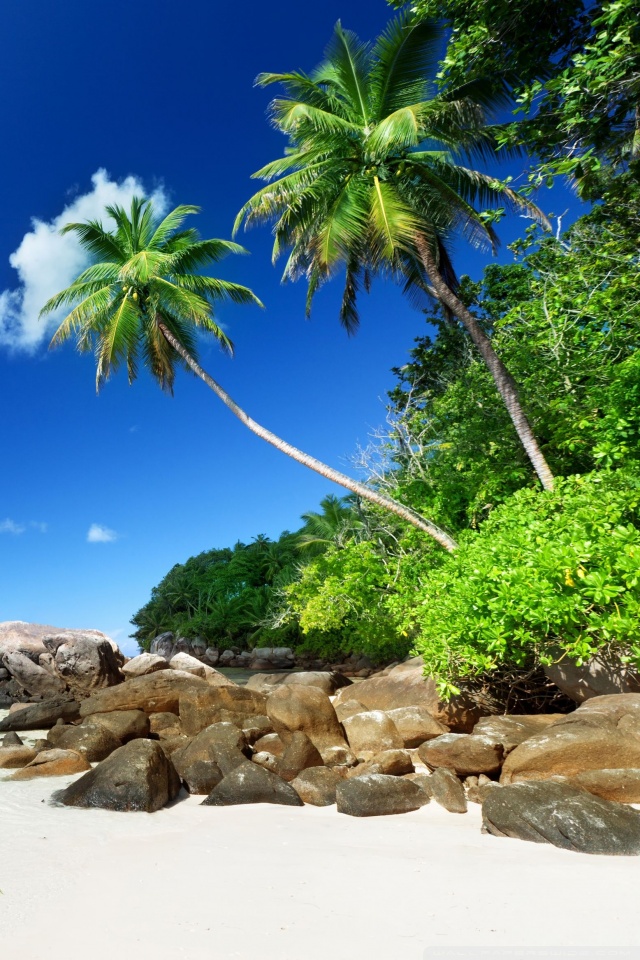 Fond Décran Plage Paradisiaque Palmier - HD Wallpaper 