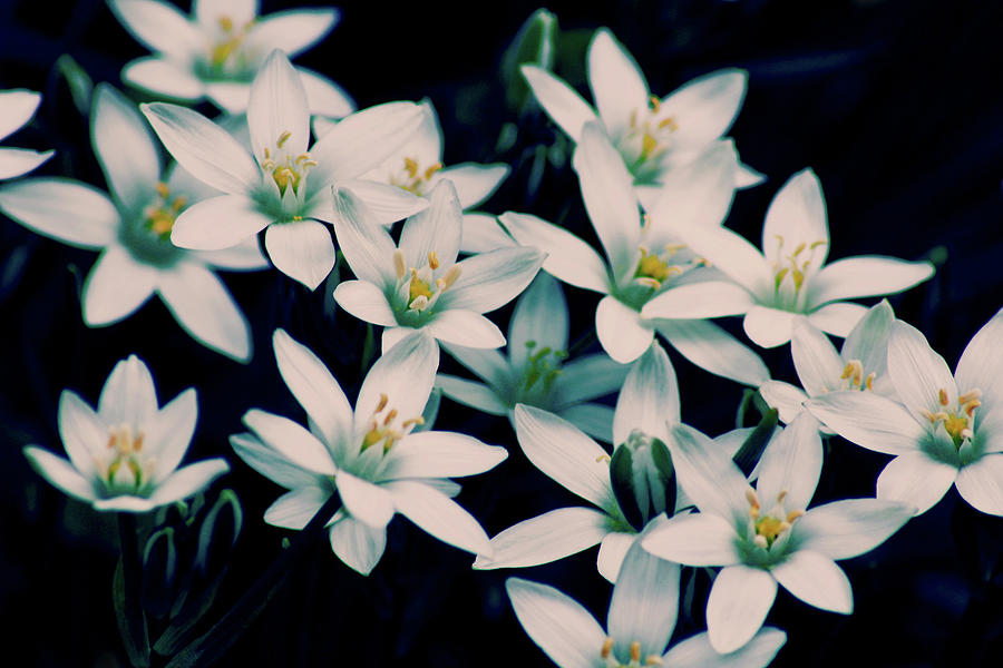 Cluster-lilies - HD Wallpaper 