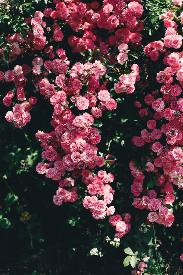 English Rose Wallpaper - HD Wallpaper 