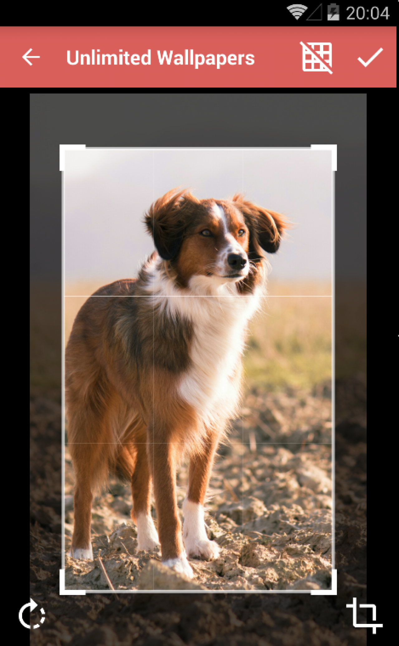 Dog Collagen - HD Wallpaper 