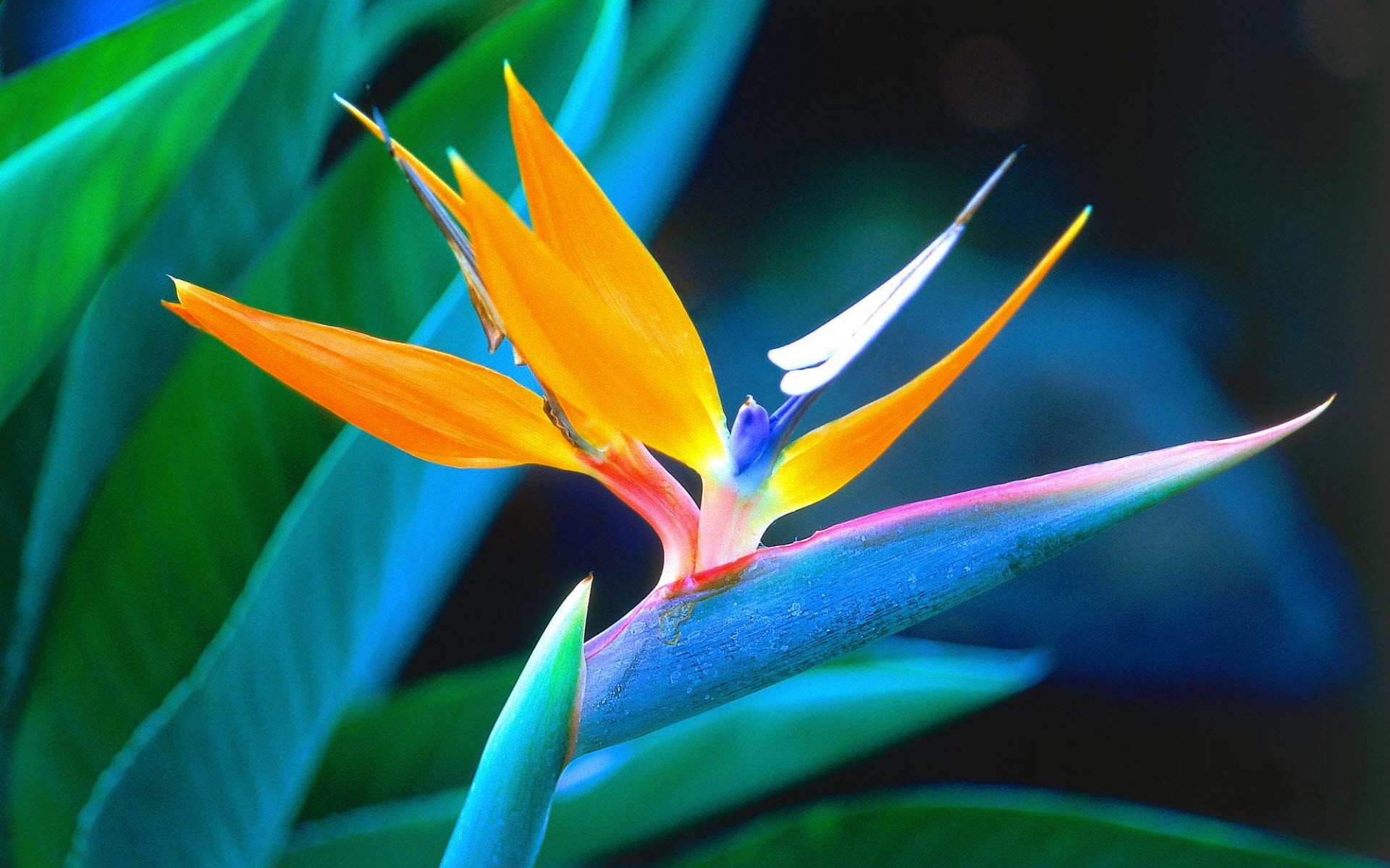 Bird Of Paradise - Hawaii Bird Of Paradise - HD Wallpaper 