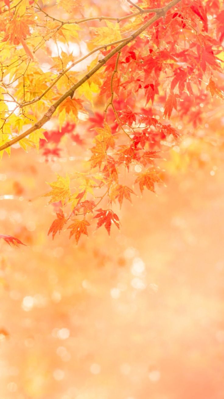 14 Best Fall Wallpapers Images On Pinterest Background - Fall Wallpaper Phone - HD Wallpaper 