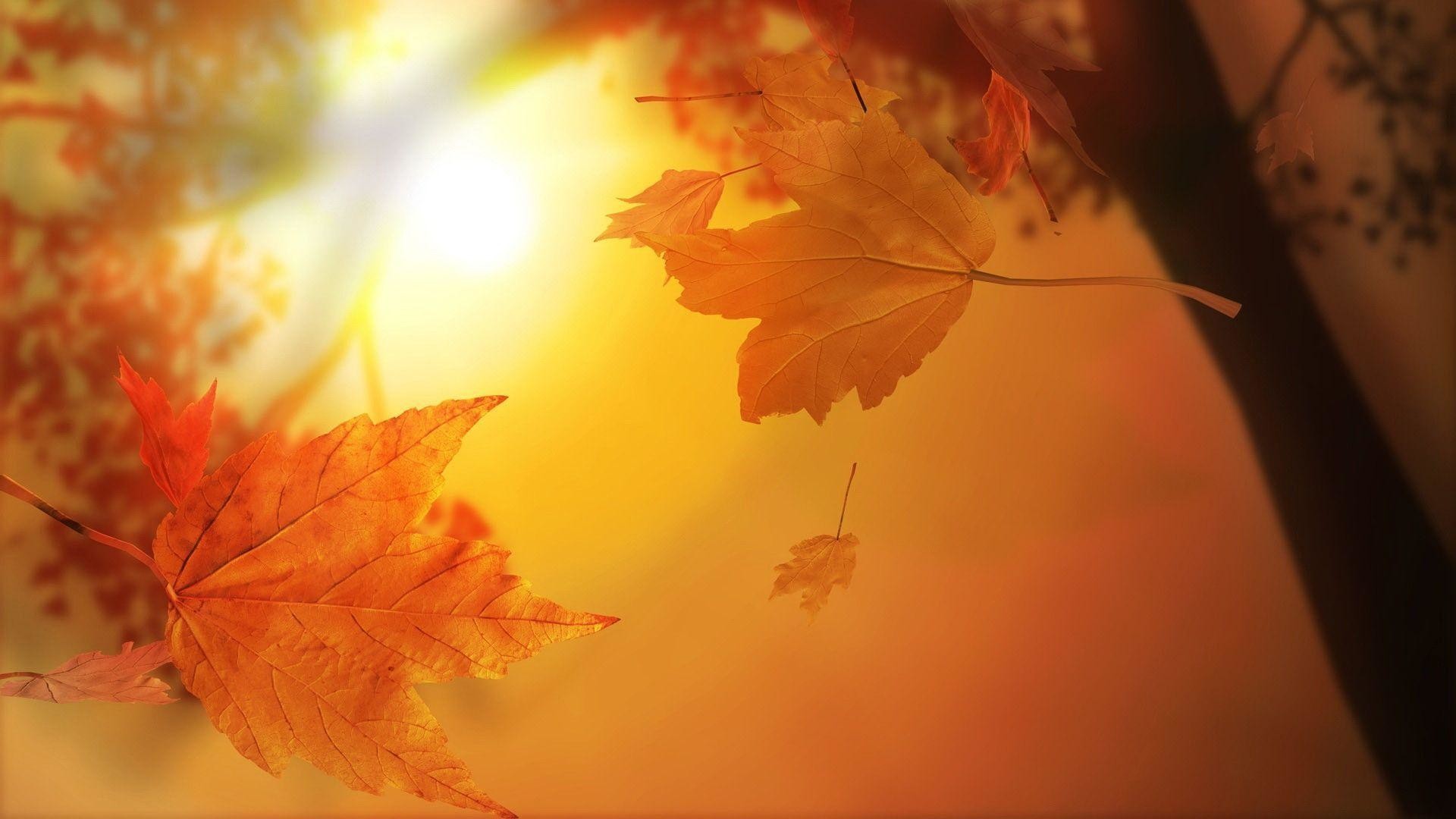 Wallpapers For > Cute Fall Wallpaper 
 Data-src /w/full/1/9/6/15600 - Autumn Leaves - HD Wallpaper 