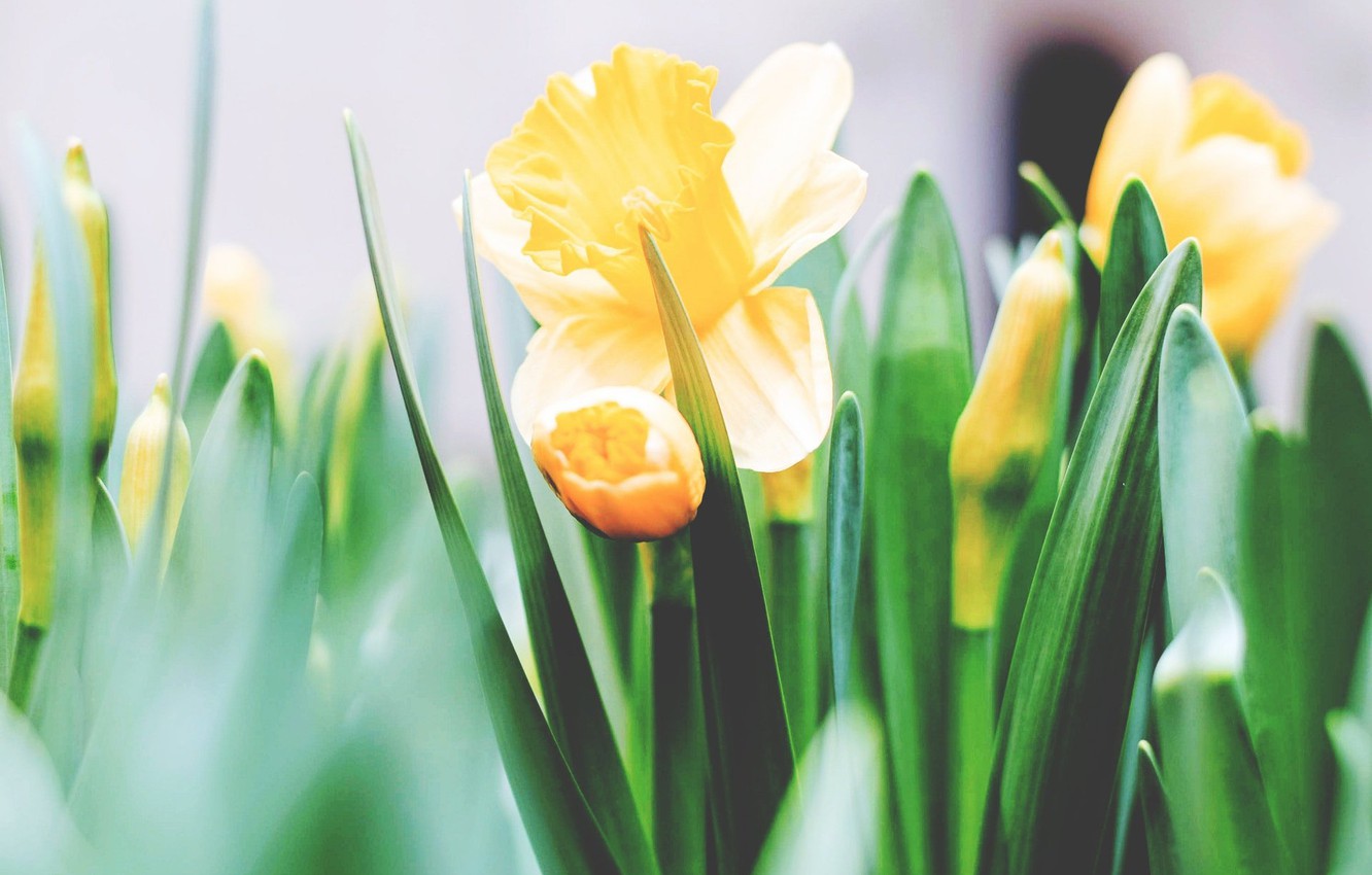 Photo Wallpaper Flower, Tulip, Springtime - Plants - HD Wallpaper 