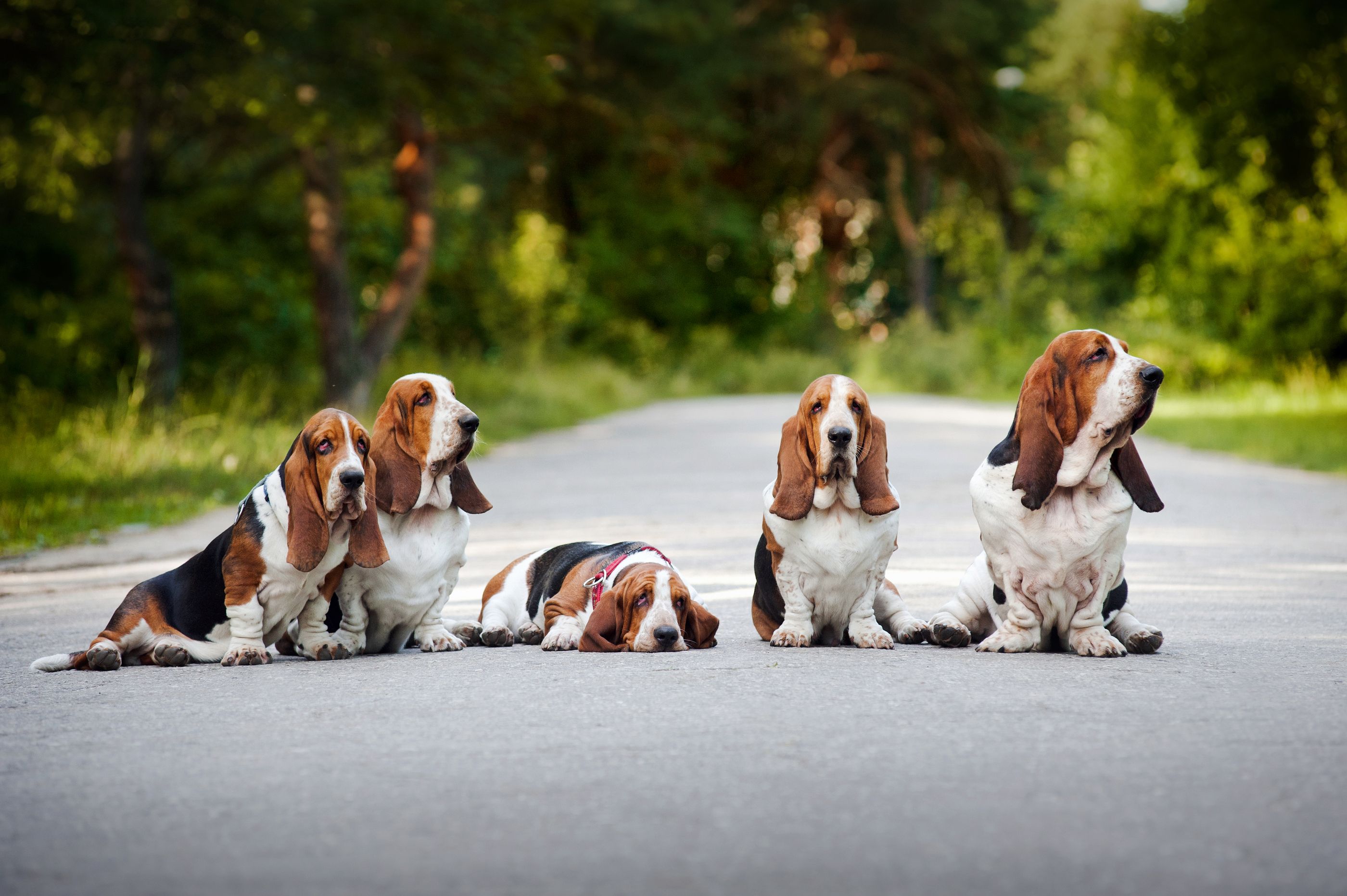 Basset Hound Wallpaper 4k - HD Wallpaper 