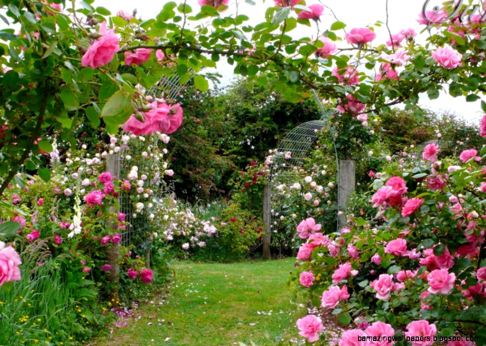 Rose Garden Wallpapers - Rose English Garden - HD Wallpaper 