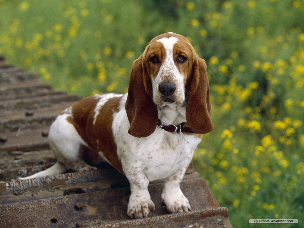 Basset Hound Wallpaper - Sausage Dog And Beagle - HD Wallpaper 