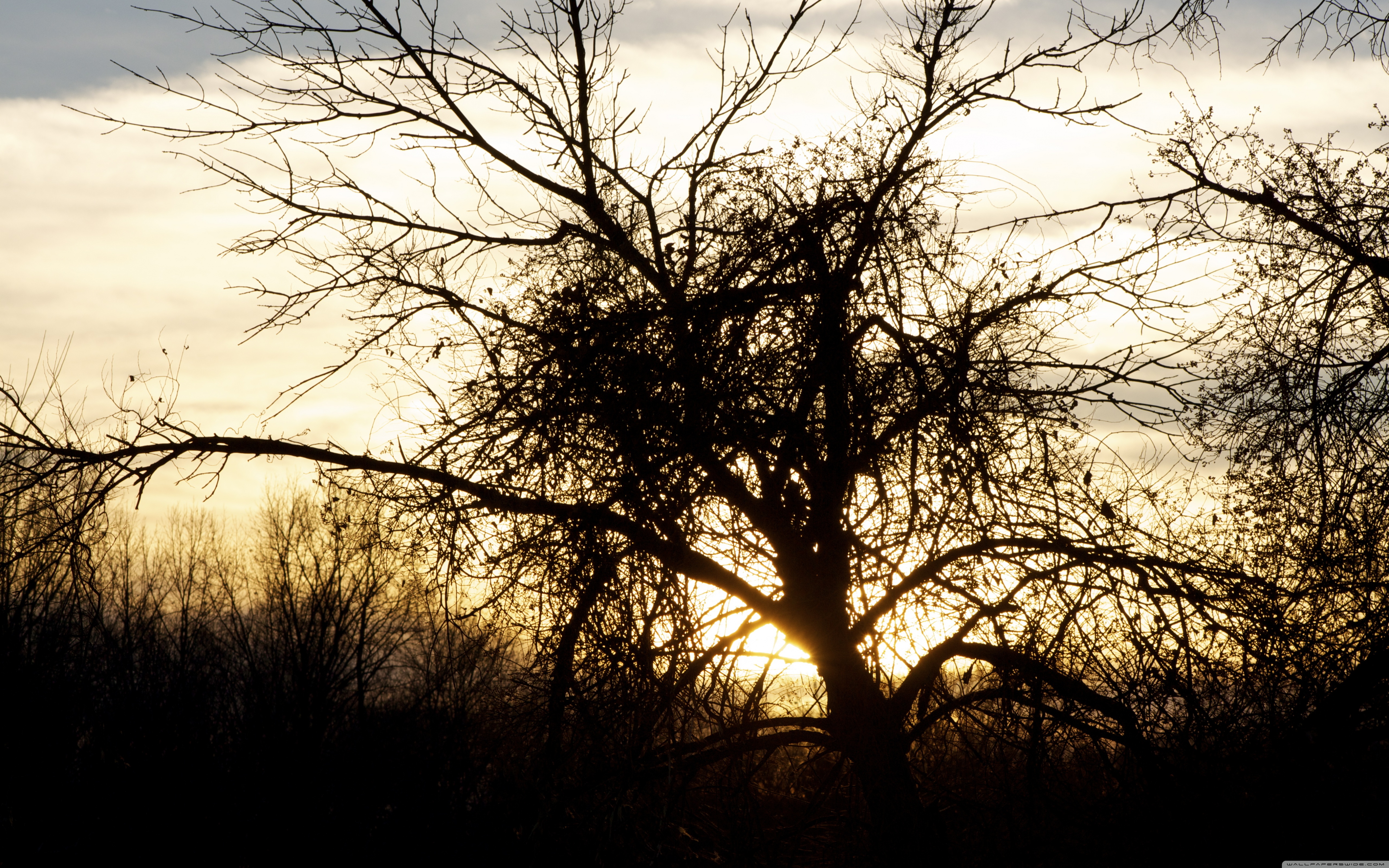 Silhouette - HD Wallpaper 