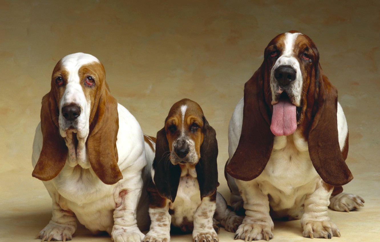 Photo Wallpaper Photo, Puppy, Dogs, Animals, Three, - Basset Hound Screensaver - HD Wallpaper 