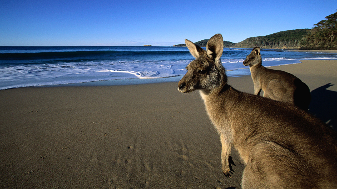 Kangaroo Island Australia Hd - HD Wallpaper 