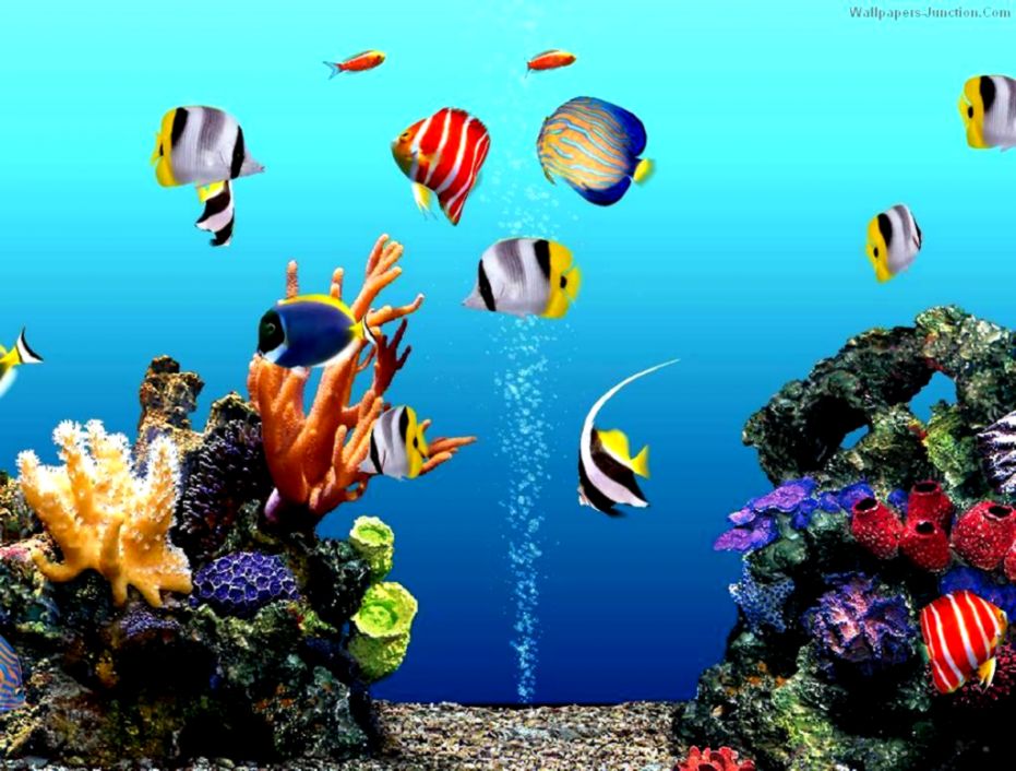 Aquarium Images 3d - Aquarium Fish Wallpaper 3d - HD Wallpaper 