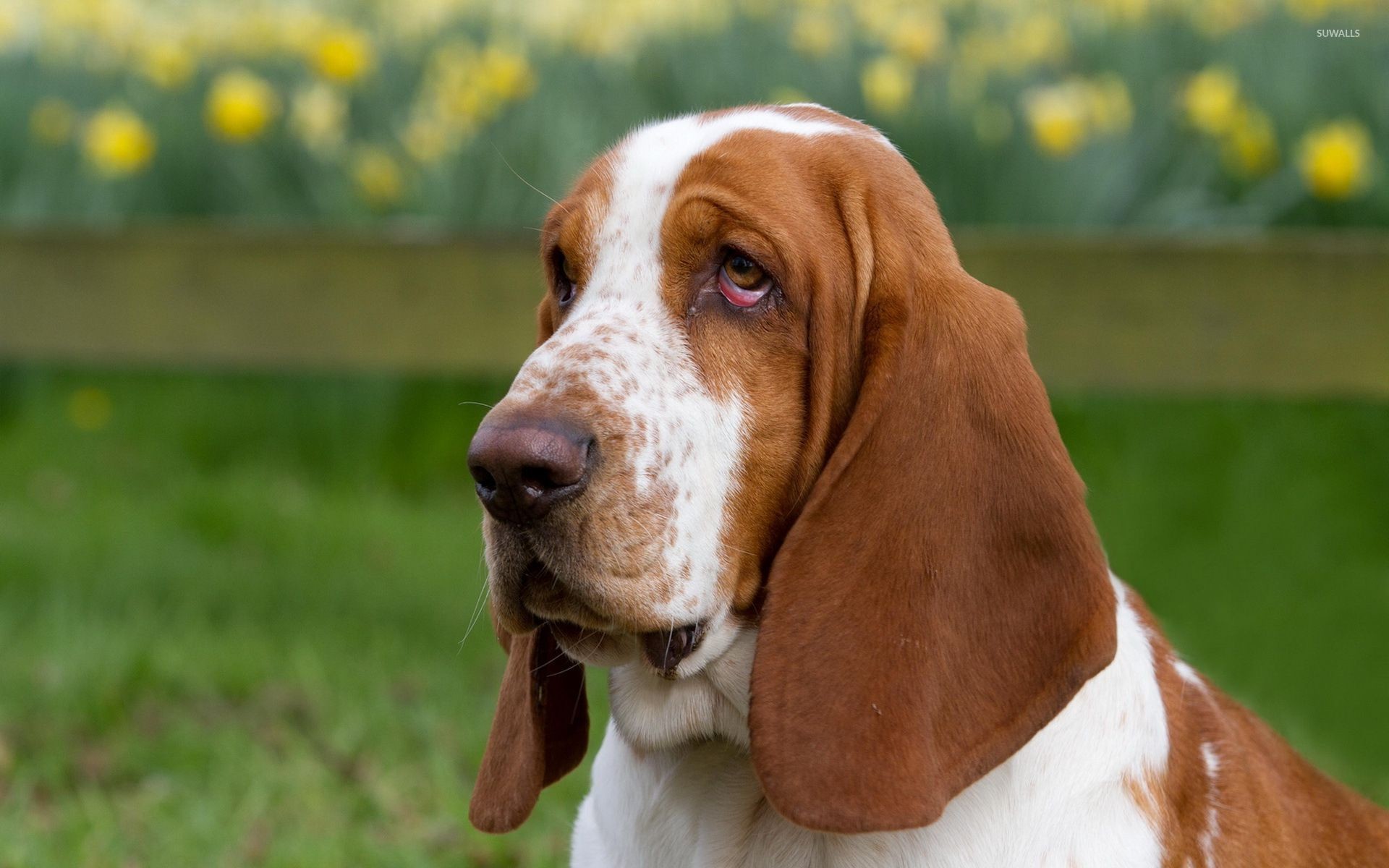 1920x1200, Tired Basset Hound Wallpaper 
 Data Id 348108 - Basset Hound - HD Wallpaper 