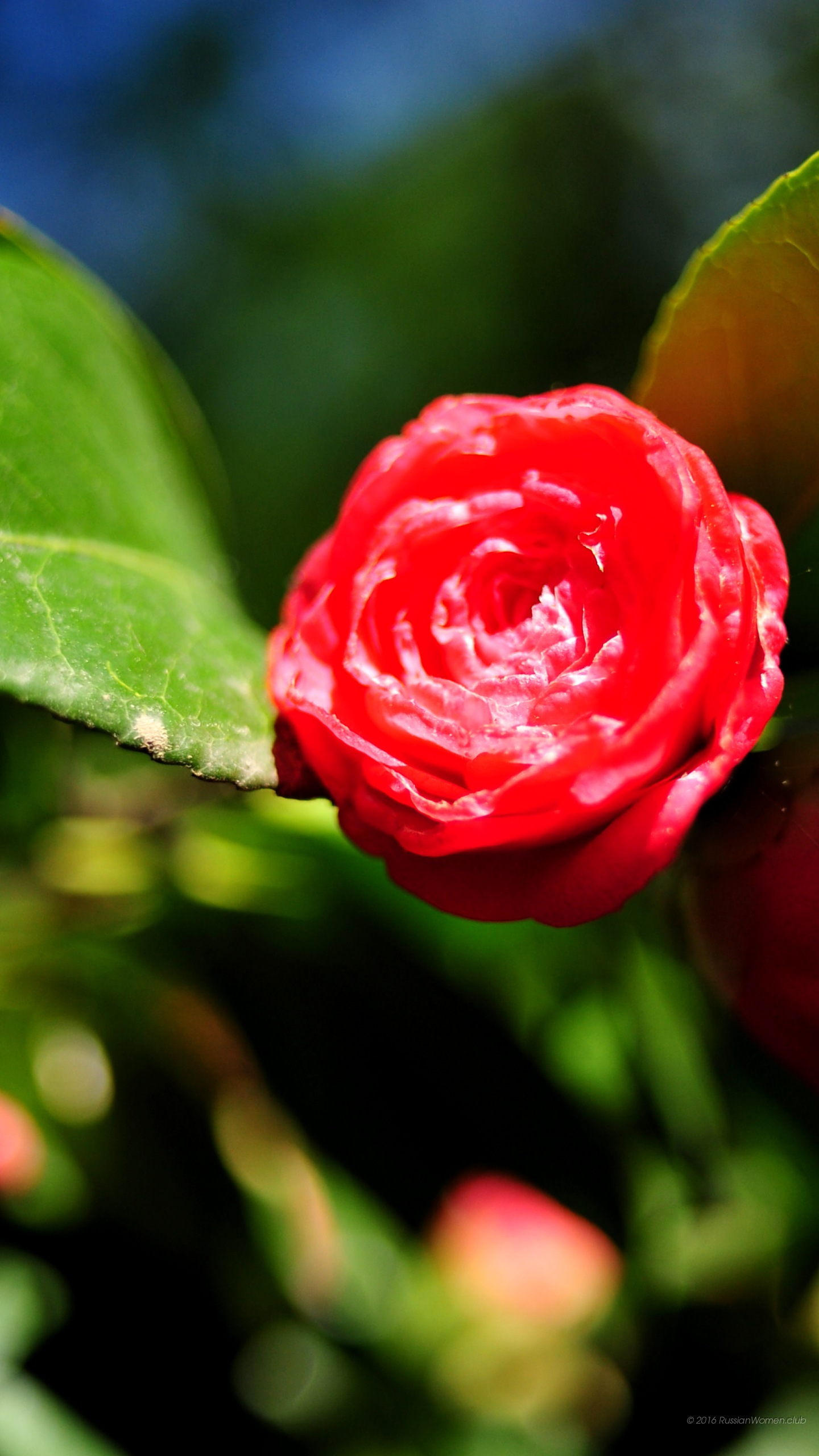 Letv Le Max Background - 갤럭시 A8 배경 화면 - HD Wallpaper 