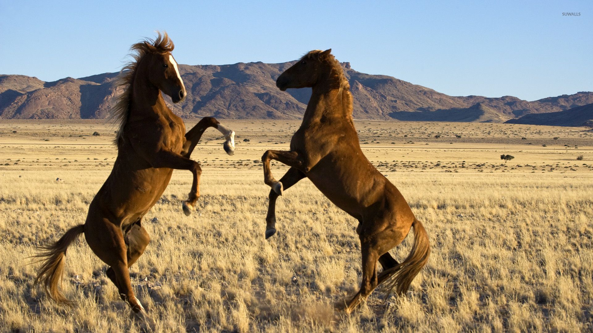 Wild Horses Fighting - HD Wallpaper 