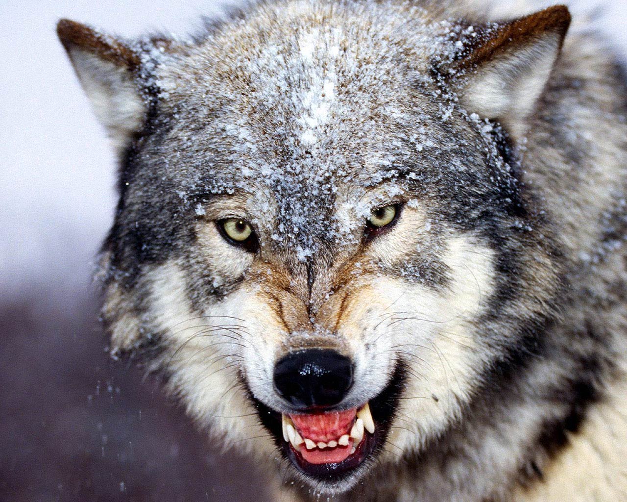 Free Wolf Wallpaper Wallpapers And Background - Dangerous Wolf - HD Wallpaper 
