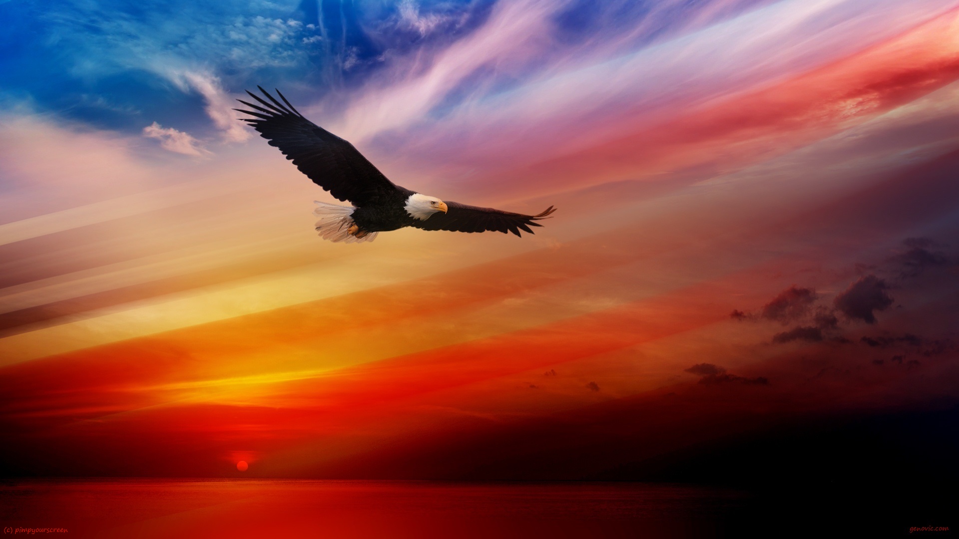 Bald Eagle Wallpapers - HD Wallpaper 