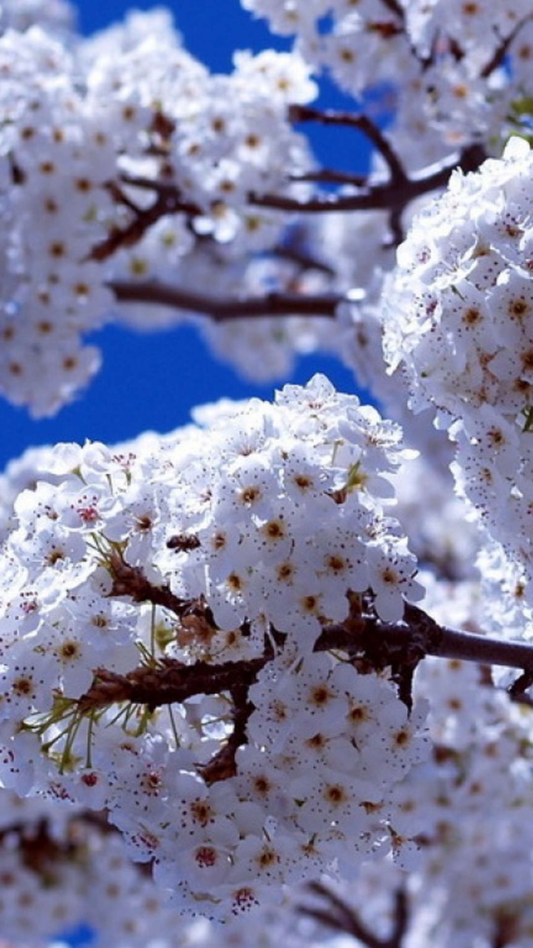 Wallpaper Iphone Springtime With High-resolution Pixel - High Resolution Ipad Background - HD Wallpaper 