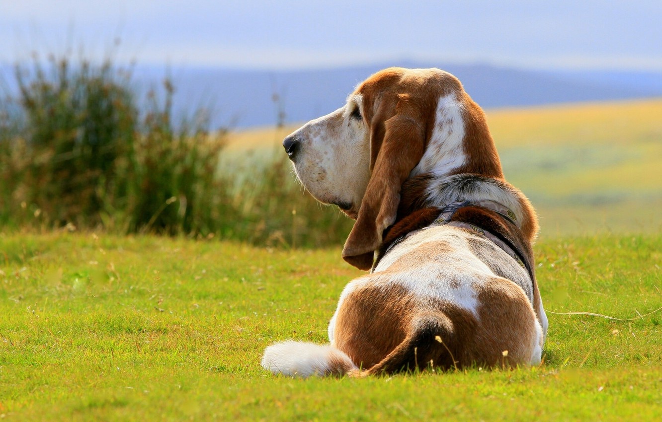 Photo Wallpaper Dog, Dog, The Basset Hound - Basset Hound Wallpaper Hd - HD Wallpaper 