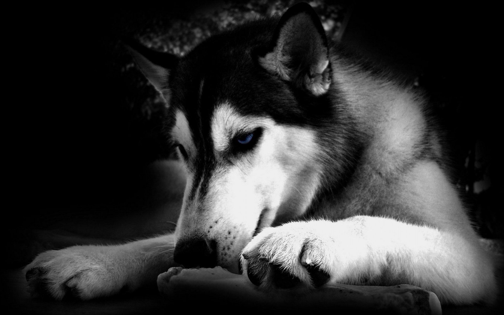 Desktop Free Wolf Wallpapers Download - Black Husky Wallpaper Hd - HD Wallpaper 