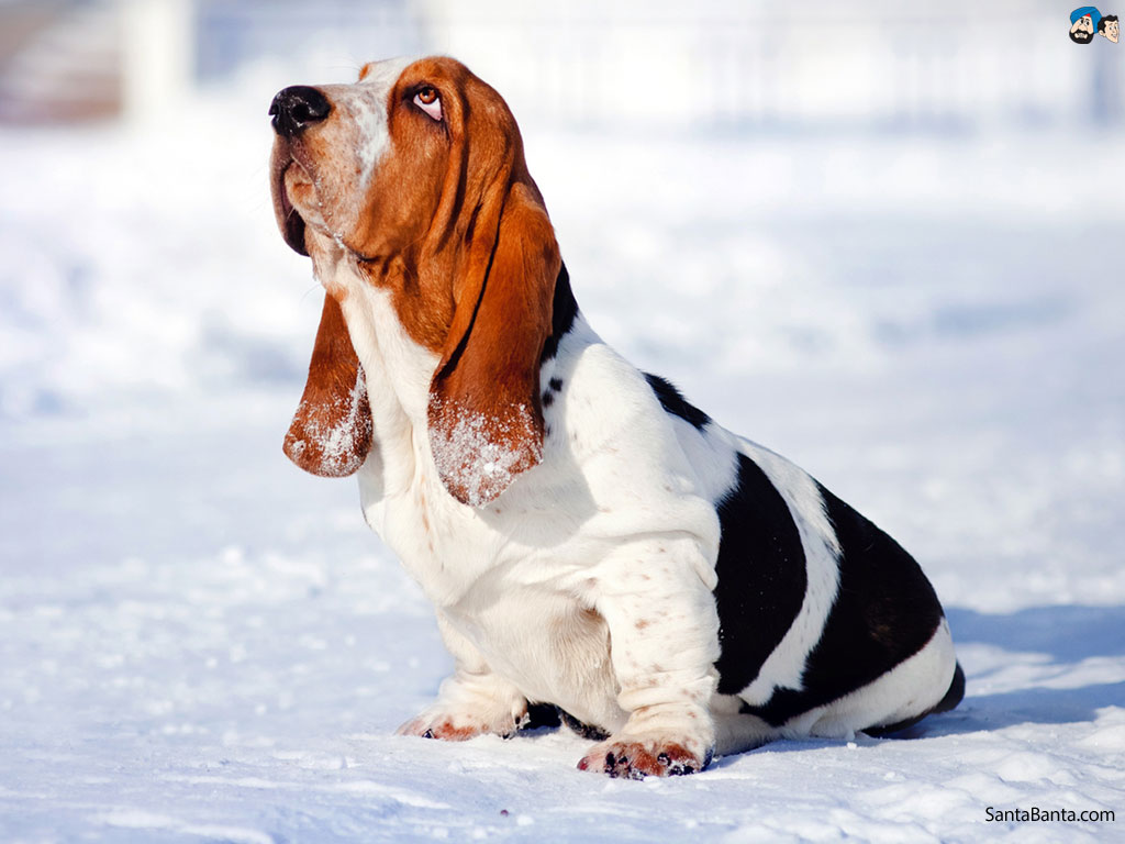 Basset Hound Wallpapers Pc - HD Wallpaper 