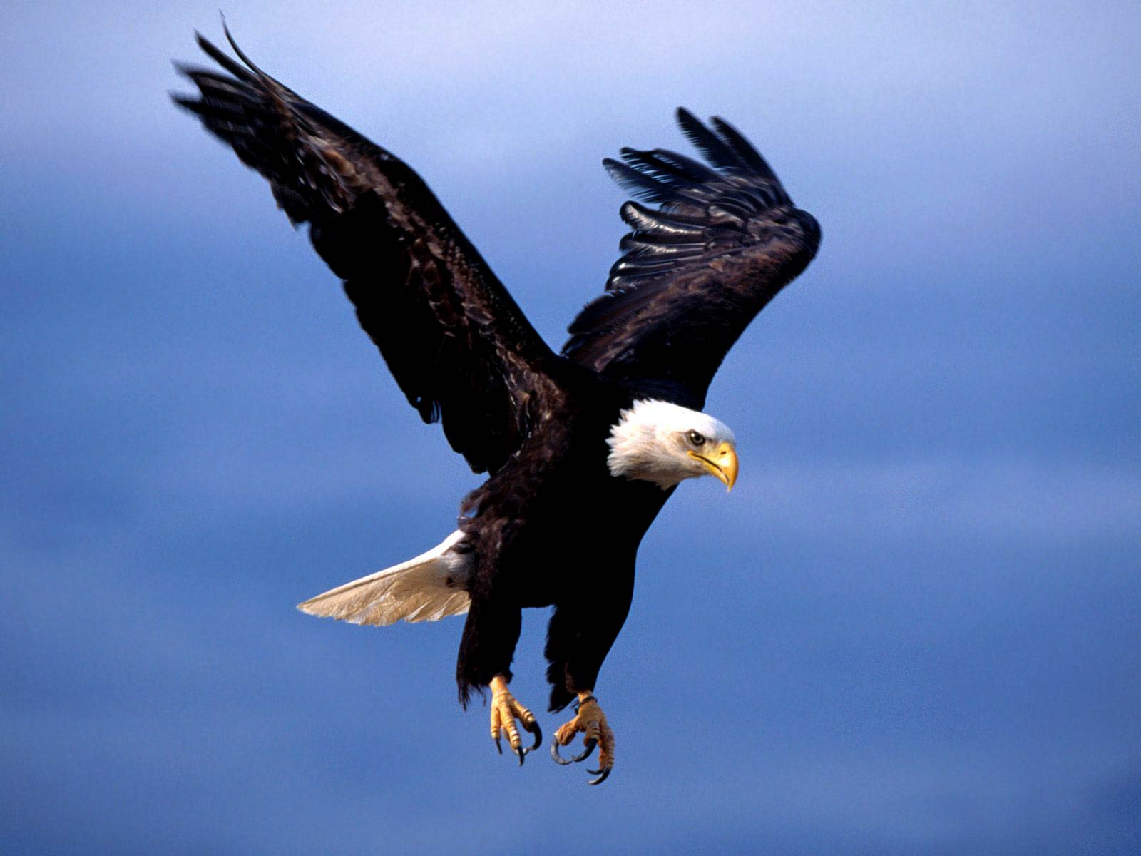 Bald Eagles Wallpaper - Eagle Images Hd - HD Wallpaper 