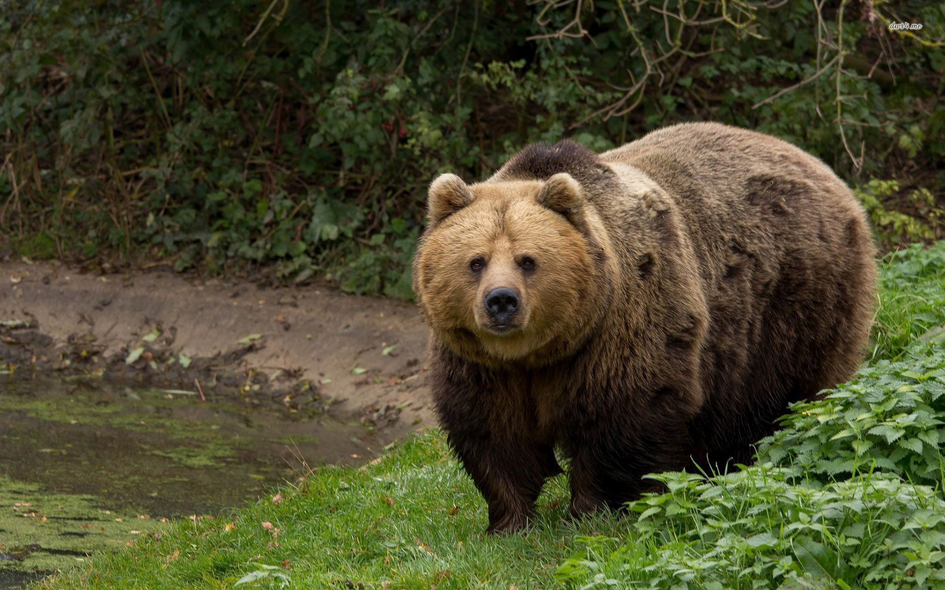 Brown Bear - HD Wallpaper 
