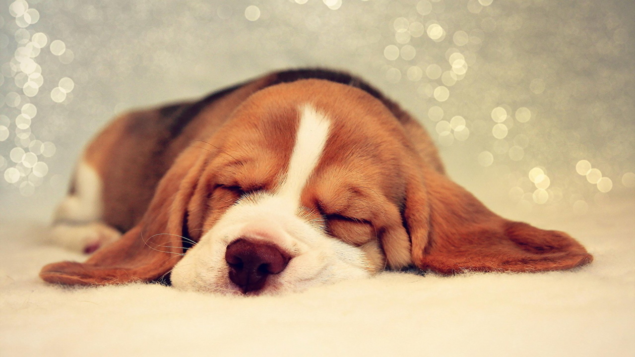 Sleeping Basset Hound Puppies - HD Wallpaper 