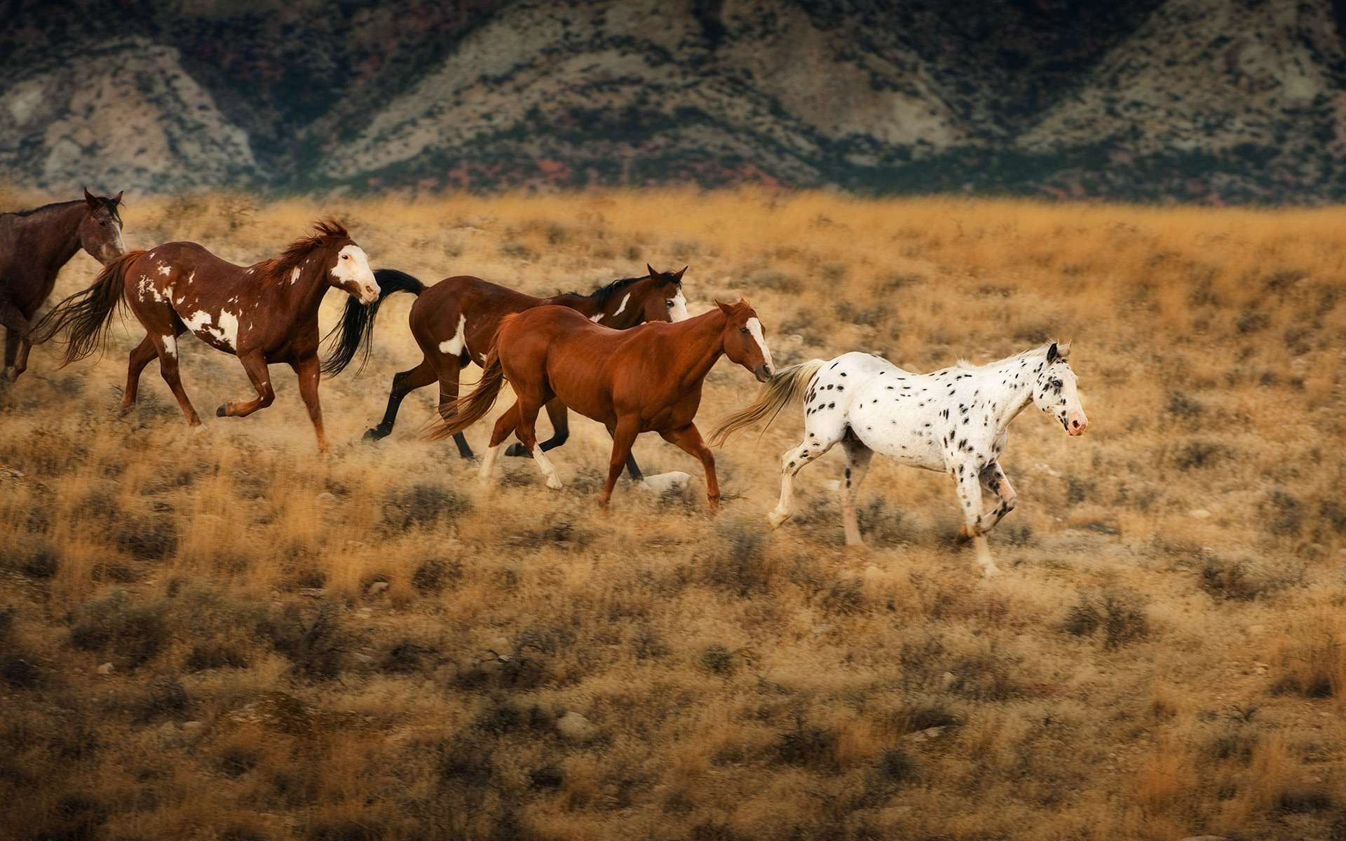 Flicka & The Saddle Club Images Wild Horses In Wyoming - Wild Horses Background - HD Wallpaper 