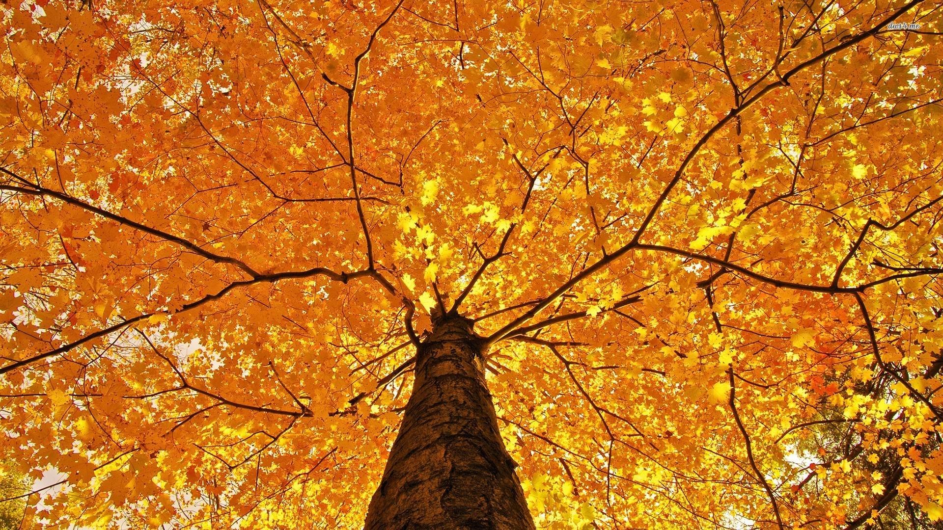 Fall Scenery Wallpaper Free Background Photos Tablet - Worms Eye View Nature - HD Wallpaper 