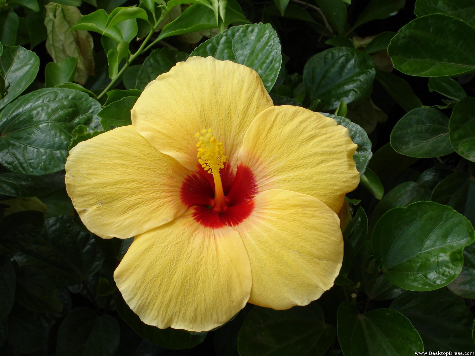 Yellow Tropical Flower - Wallpaper - HD Wallpaper 