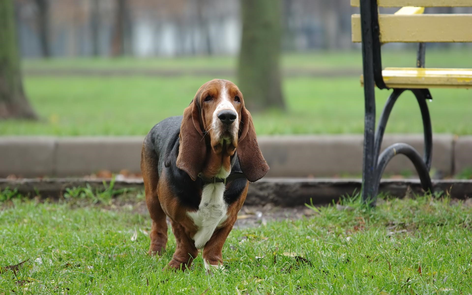 Smokey And The Bandit Basset Hound - HD Wallpaper 