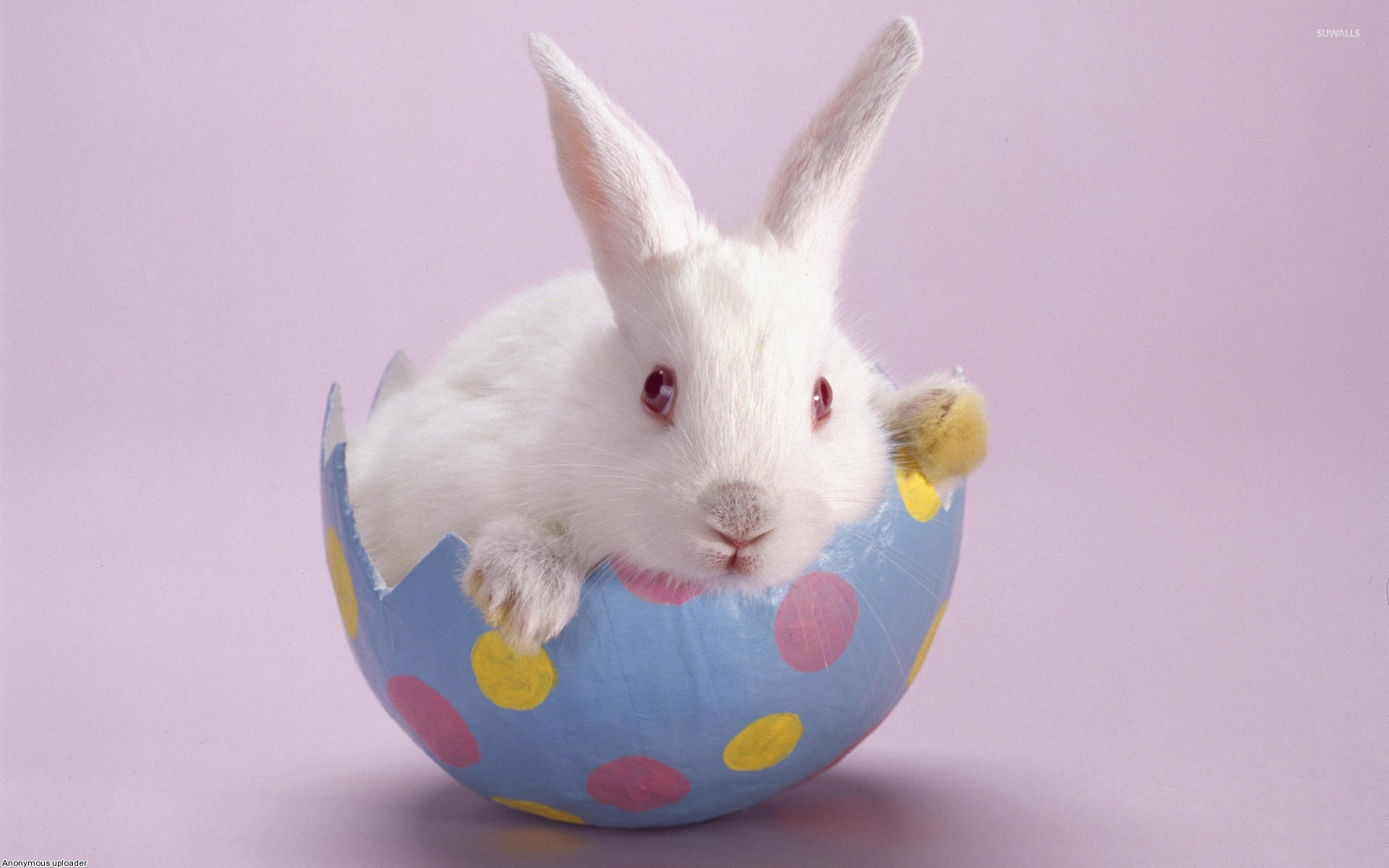 Easter Bunny - HD Wallpaper 