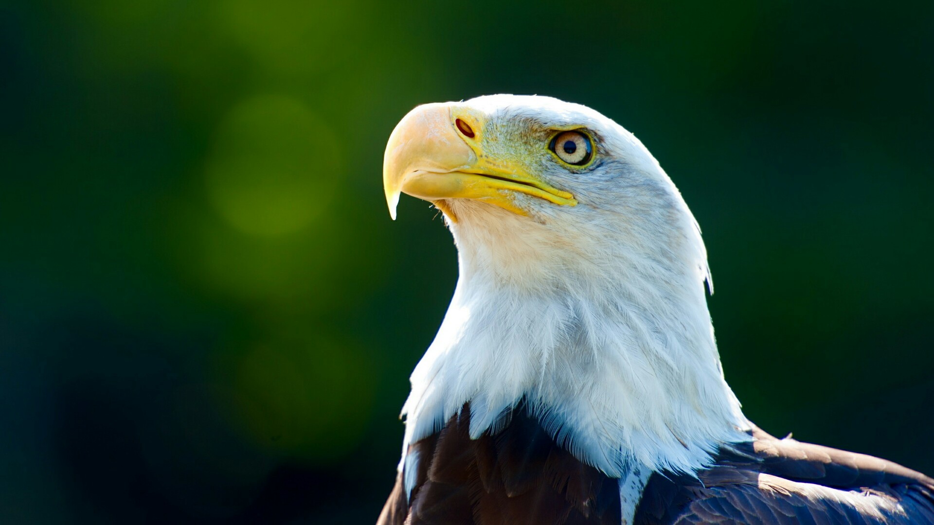 1920x1080, Bald Eagle Wallpaper - Merica Eagle Background - HD Wallpaper 