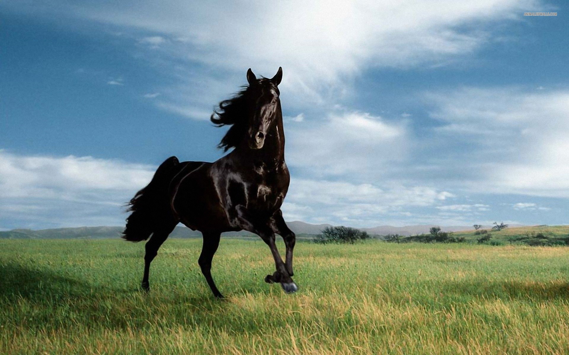 Wild Horses Wallpaper For Desktop - Running Wild Black Horse - HD Wallpaper 