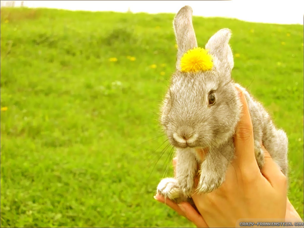 Domestic Rabbit - HD Wallpaper 