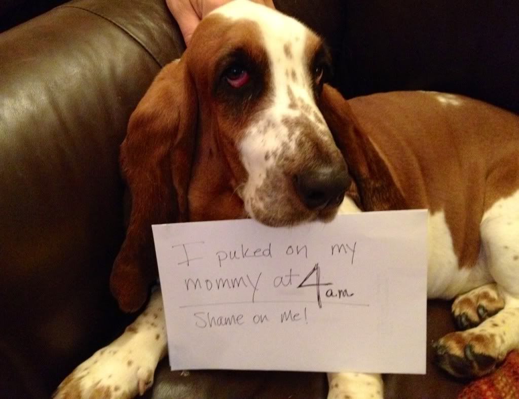 Basset Hound Dog Shaming - HD Wallpaper 